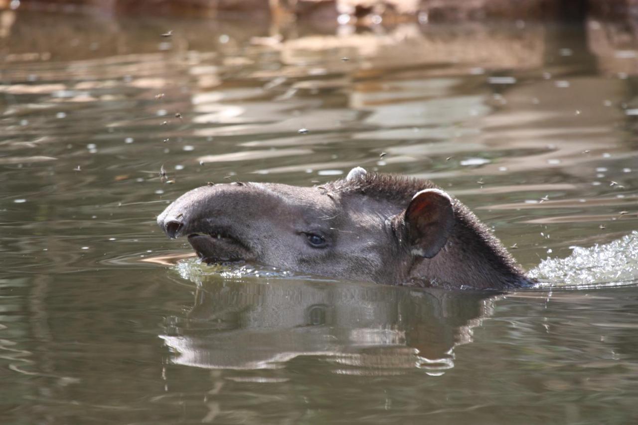Wasai Tambopata Lodge Dış mekan fotoğraf