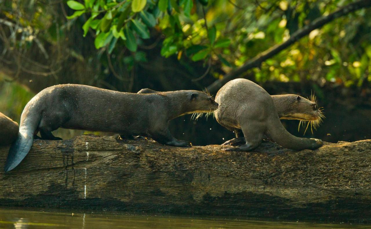 Wasai Tambopata Lodge Dış mekan fotoğraf