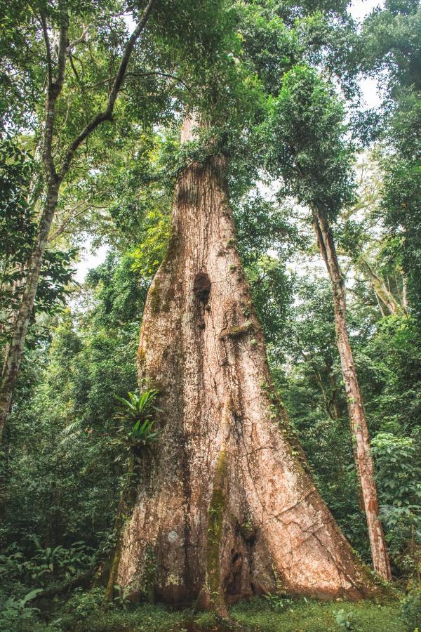 Wasai Tambopata Lodge Dış mekan fotoğraf